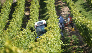 Traubentransport mit dem Traktor aus einem Weinberg