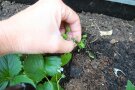 Finger zupft Unkraut aus Beet
