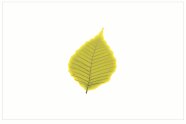 Blatt einer Buche