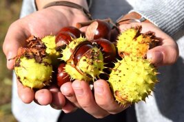 Im Herbst werden Kastanien gesammelt