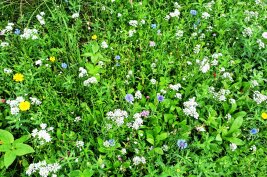 Insektenfreundliche Pflanzen auf einer Blühwiese