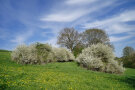 Blühende Rankenlandschaft bei Bachappen