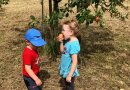  Zwei Kinder stehen vor einem frisch gepflanzten Bäumchen, das Mädchen beißt herzhaft in einen Apfel 