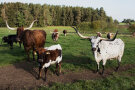 Hochlandrinder auf der Weide bei Sonnenschein 