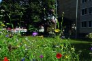 Bunte Blumen blühen auf der Wiese vor dem Haupteingang des ALE Oberfranken.