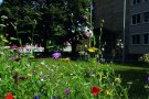 Bunte Blumen blühen auf der Wiese vor dem Haupteingang des ALE Oberfranken.