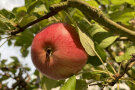 Ein roter Apfel hängt an einem Zweig 