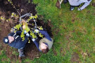 Drei Personen pflanzen einen Baum ein 