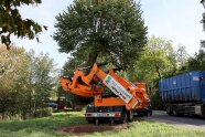 Ein weiterer Baum wird vorsichtig in ein vorgesehenes Loch gehoben.