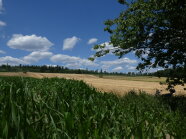 Landschaftsaufnahme mit Baum im Hintergrund