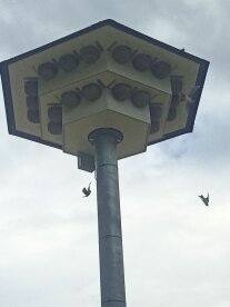 Kuppelförmige Nester an einem pilzförmigen Häuschen mit einem Durchmesser von zwei Metern, zwei Schwalben fliegen darunter