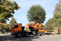 Schwertransporter verpflanzt eine sechs Meter hohe Dorflinde an den Straßenrand.