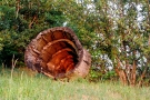 Kunstwerk aus mehreren kleineren hohlen Stücken eines Baumstammes, die stufenförmig in ein sehr großes hohles Baumstammteil eingepasst sind, liegt vor einer Hecke. 