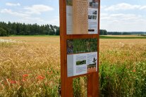 Eine Informationstafel steht vor einem reifen Getreidefeld.