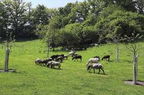 Schafe weiden auf einer Streuobstwiese