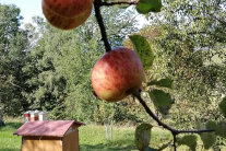 Im Vordergrund hängen Äpfel an den Ästen. Im Hintergrund ist ein Obstgarten zu sehen
