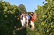Winzer steht mit den Gästen im Weinberg